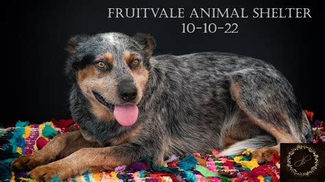 fruitvale animal shelter|More.